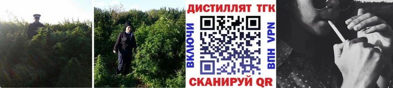 купить  цена  Бийск  Дистиллят ТГК концентрат 